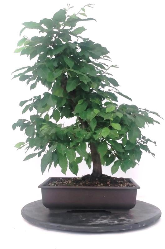 Bonsai Carpinus betulus