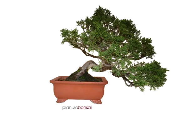 Bonsai Juniperus Itoigawa