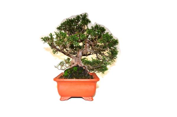 Bonsai Juniperus Itoigawa