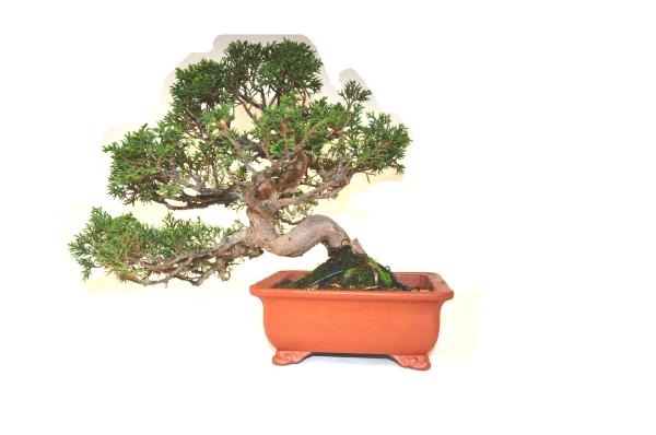 Bonsai Juniperus Itoigawa