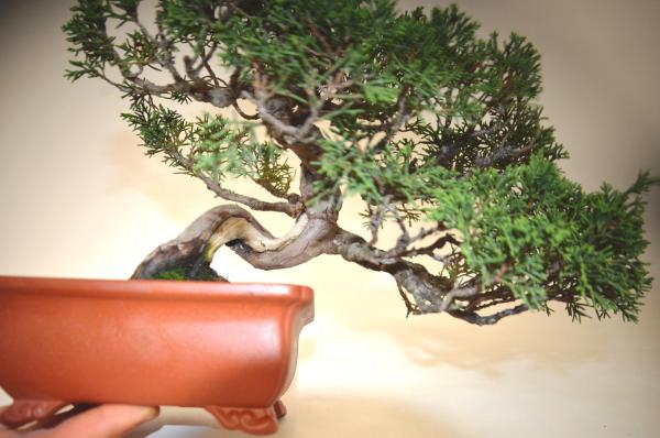 Bonsai Juniperus Itoigawa