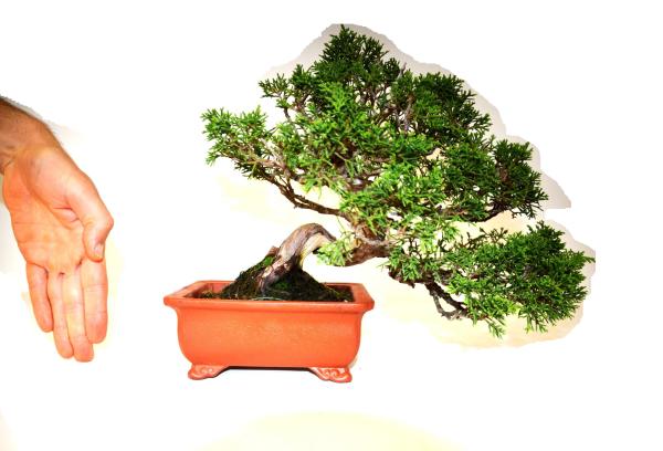 Bonsai Juniperus Itoigawa