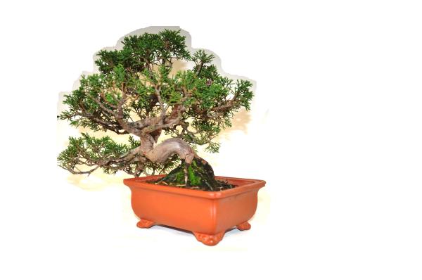 Bonsai Juniperus Itoigawa