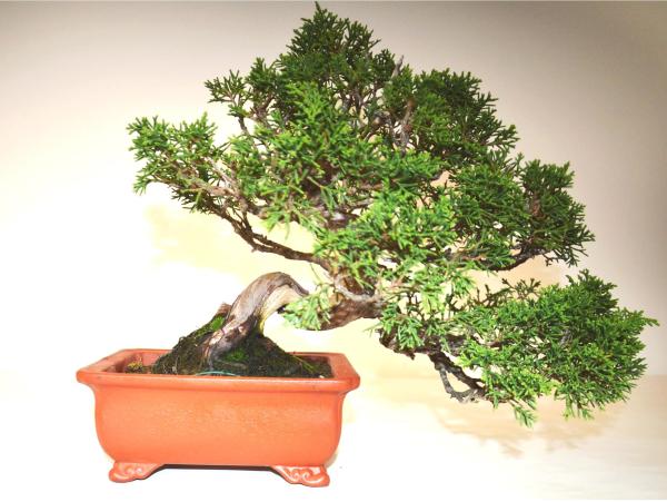 Bonsai Juniperus Itoigawa