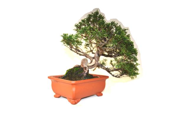 Bonsai Juniperus Itoigawa