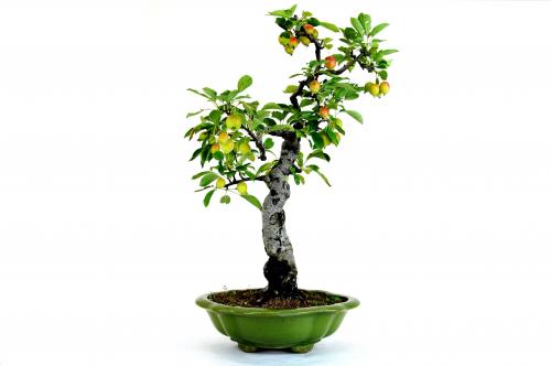 Bonsai Malus halliana