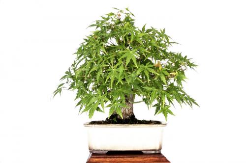 Bonsai Acer palmatum