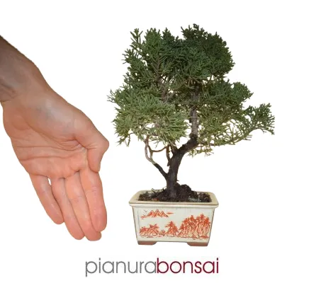 Bonsai Juniperus Kishu