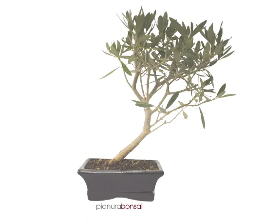 Bonsai Olea europaea Ulivo