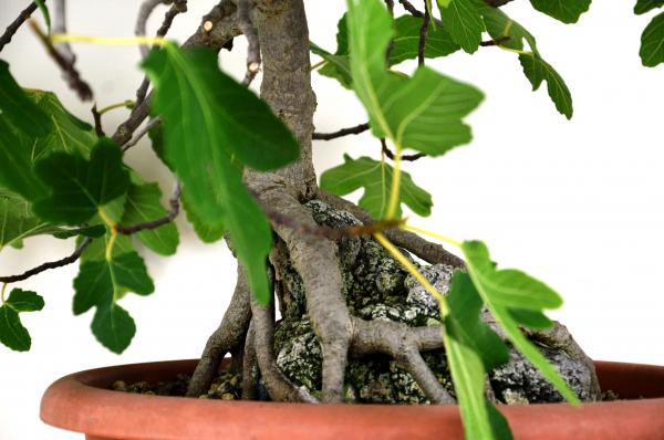 Bonsai Ficus carica (fico)
