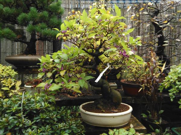 Pensione per bonsai