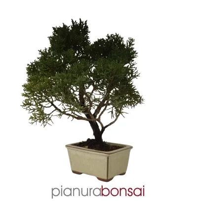 Bonsai Juniperus Kishu