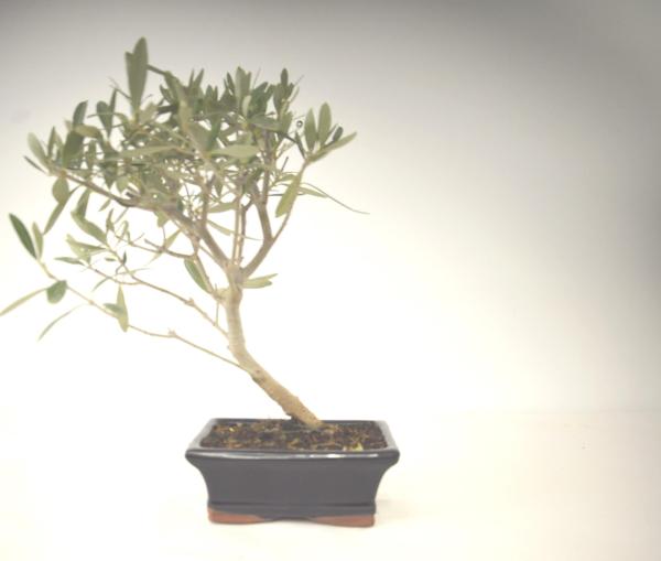 Bonsai Olea europaea Ulivo