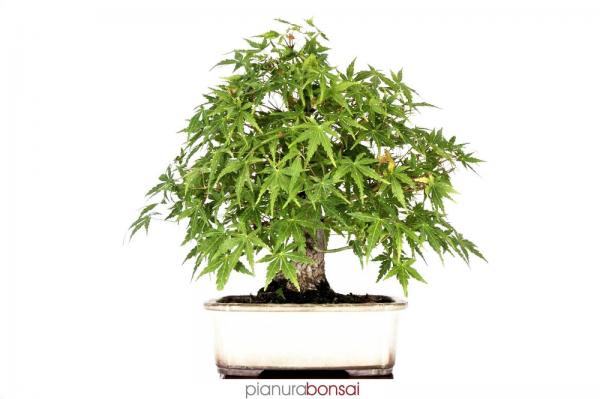 Bonsai Acer palmatum