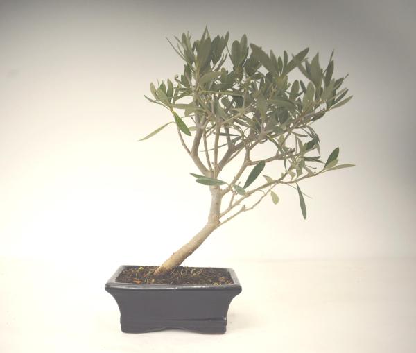 Bonsai Olea europaea Ulivo