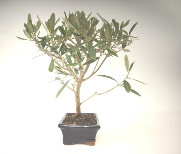 Bonsai Olea europaea Ulivo