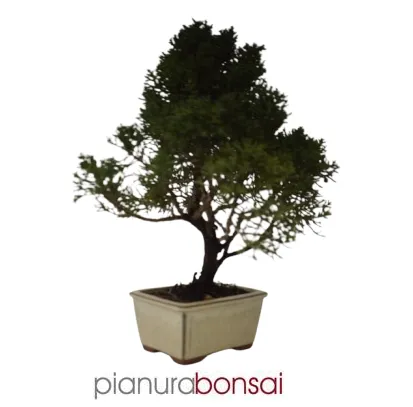 Bonsai Juniperus Kishu