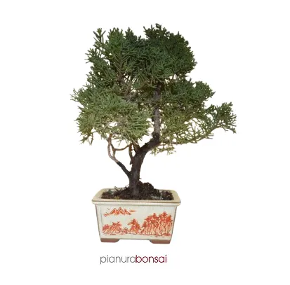 Bonsai Juniperus Kishu