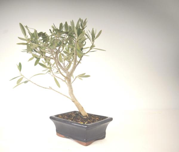 Bonsai Olea europaea Ulivo