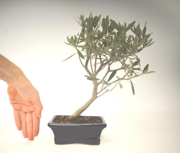 Bonsai Olea europaea Ulivo