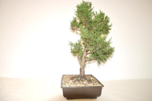 Bonsai Cupressus