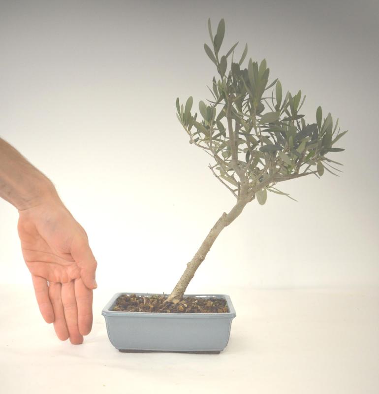 Bonsai Olea europaea Ulivo