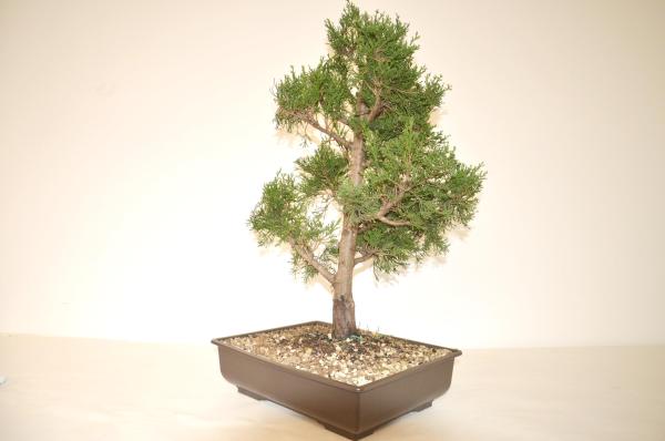 Bonsai Cupressus