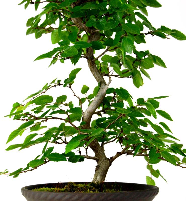 Bonsai Carpinus turczaninowii
