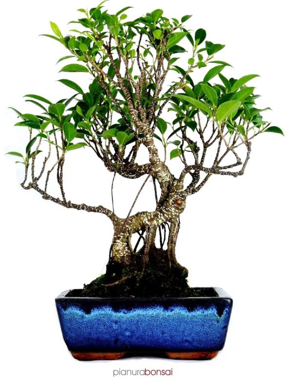 Bonsai Ficus retusa vaso 25cm esse