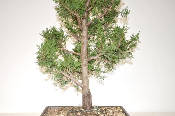 Bonsai Cupressus