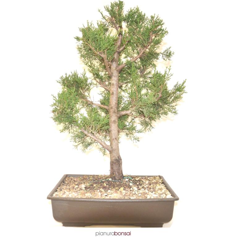 Bonsai Cupressus