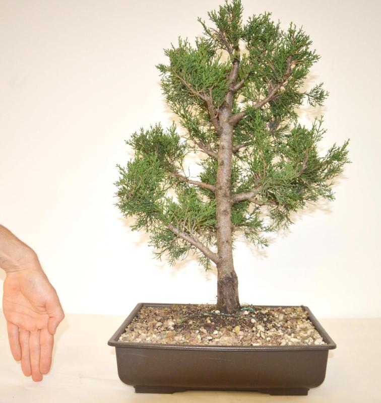 Bonsai Cupressus