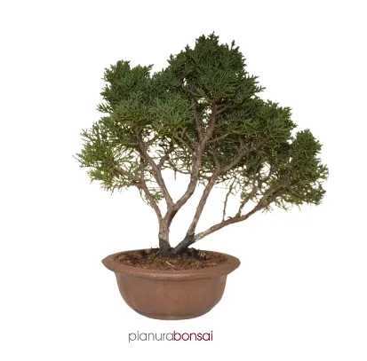 Bonsai Juniperus kishu