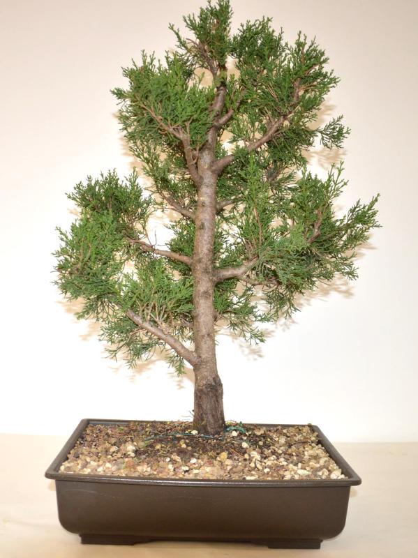 Bonsai Cupressus