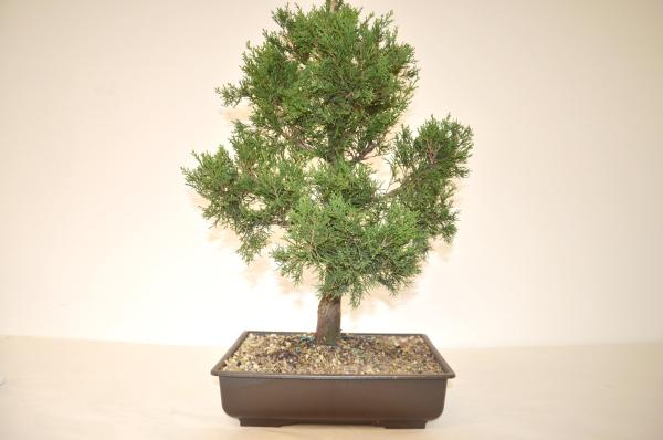 Bonsai Cupressus