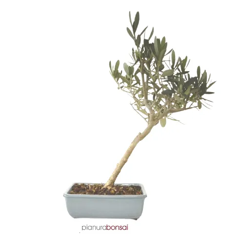 Bonsai Olea europaea Ulivo