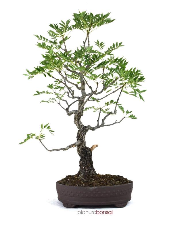 Bonsai Fraxinus excelsior (Frassino)