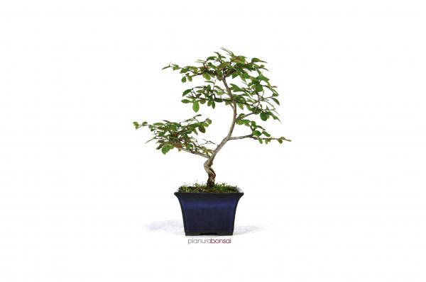 Bonsai Lagerstroemia