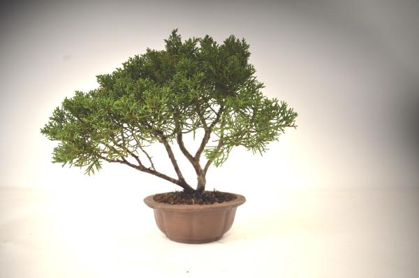 Bonsai Juniperus kishu