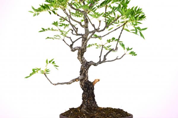 Bonsai Fraxinus excelsior (Frassino)