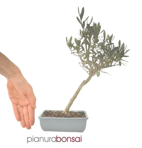 Bonsai Olea europaea Ulivo