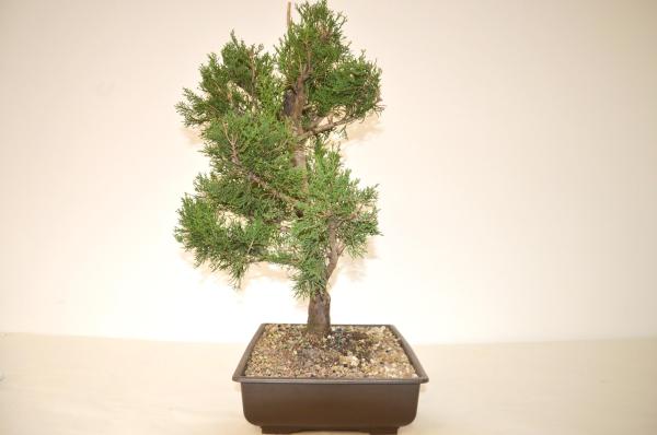 Bonsai Cupressus