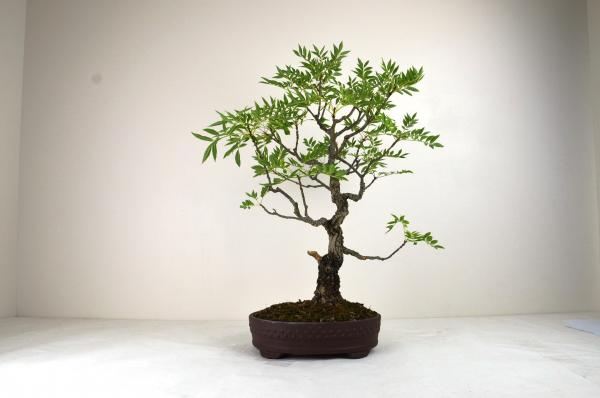 Bonsai Fraxinus excelsior (Frassino)