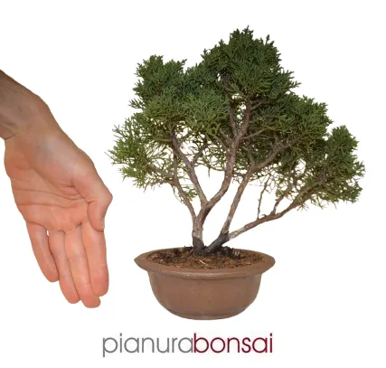 Bonsai Juniperus kishu