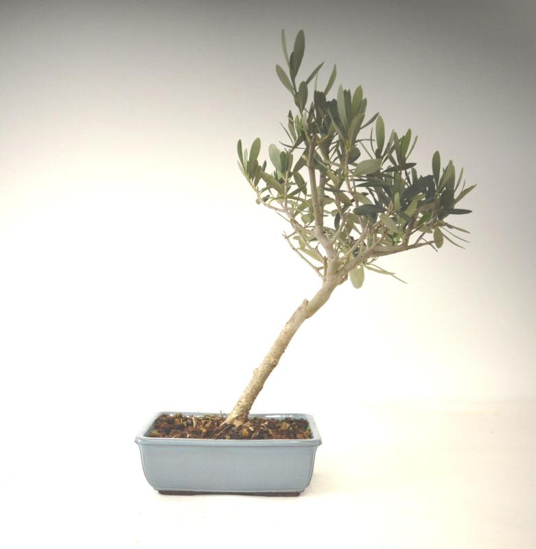 Bonsai Olea europaea Ulivo