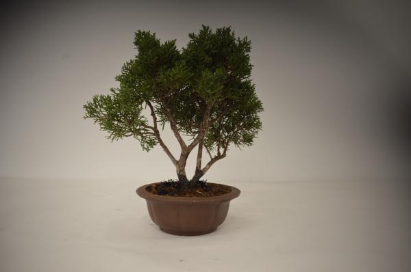 Bonsai Juniperus kishu