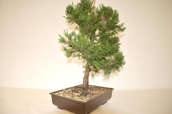 Bonsai Cupressus