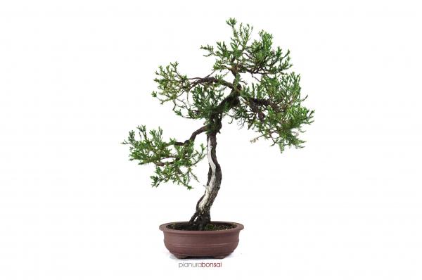 Bonsai Juniperus rigida