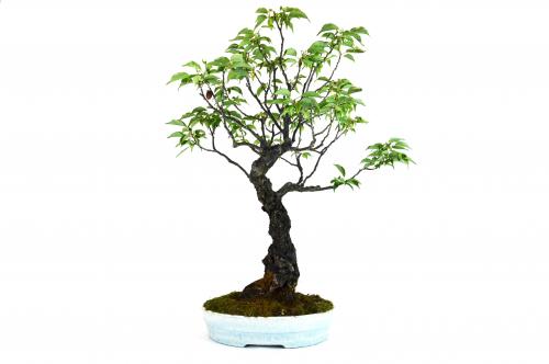 Bonsai Prunus mume