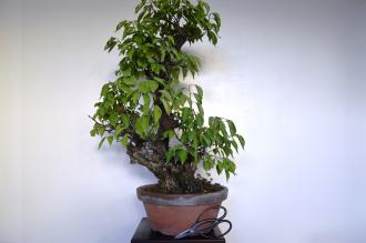 Prunus mume bianco